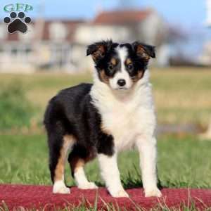 Bella, Sheltie Puppy