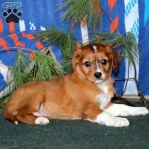 Bella, Cavalier King Charles Mix Puppy