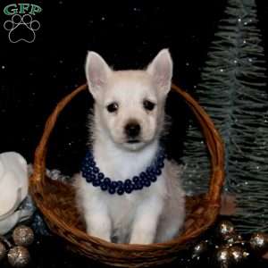 Bella, West Highland Terrier Puppy