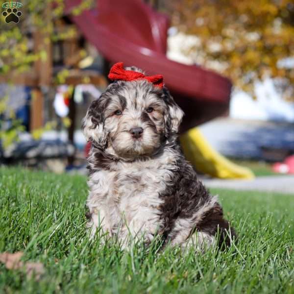 Bella, Newfypoo Puppy