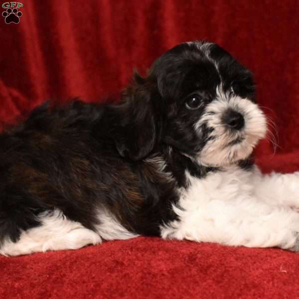 Bella, Shih-Poo Puppy