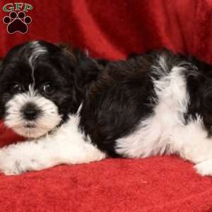 Bella, Shih-Poo Puppy