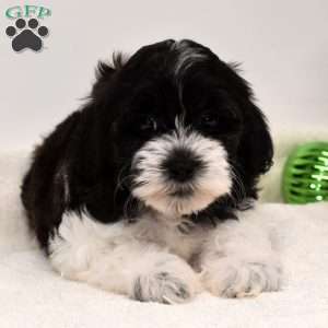 Bella, Shih-Poo Puppy