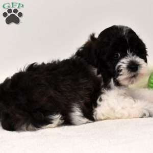 Bella, Shih-Poo Puppy