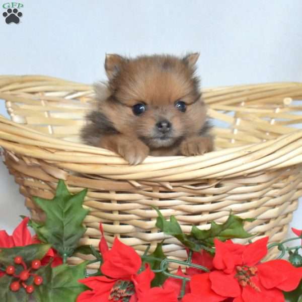 Belle, Pomeranian Puppy