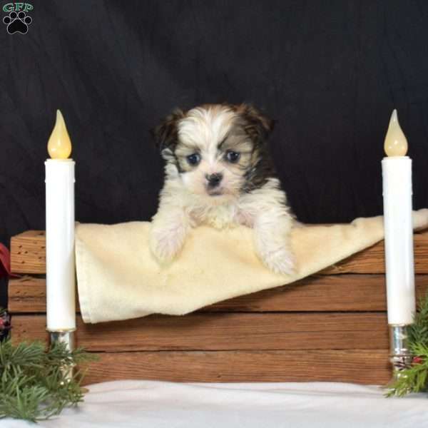 Belle, Mal-Shi Puppy