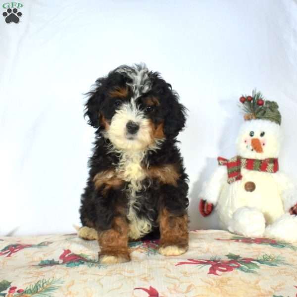 Belle, Mini Bernedoodle Puppy