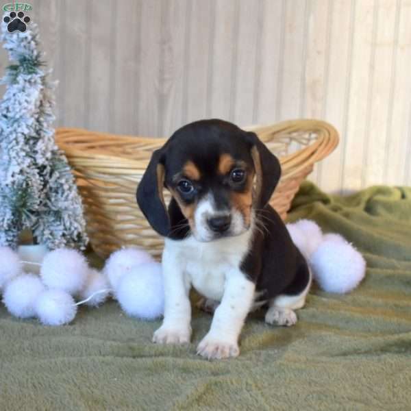 Belle, Beagle Puppy
