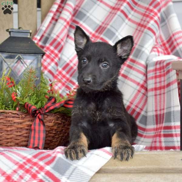Belle, German Shepherd Puppy