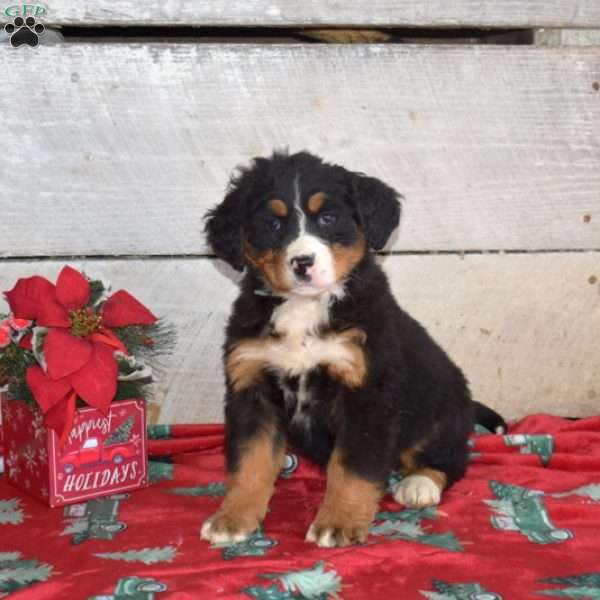Belle, Bernese Mountain Dog Puppy