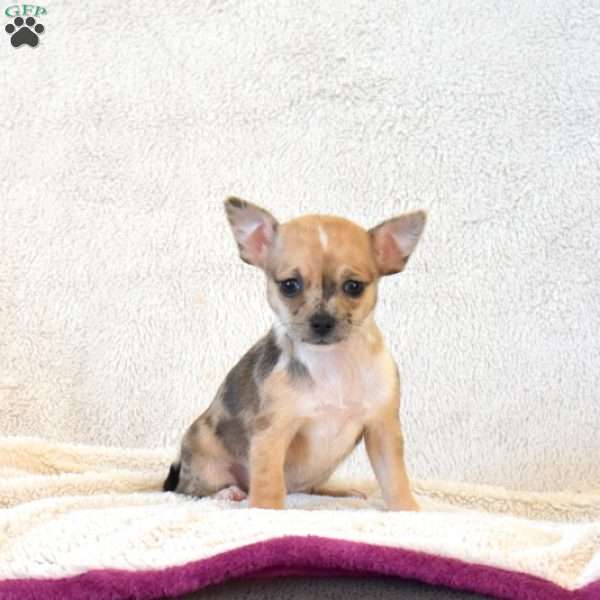 Belle, Chihuahua Puppy