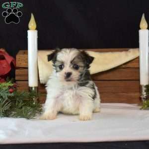 Belle, Mal-Shi Puppy