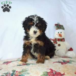 Belle, Mini Bernedoodle Puppy