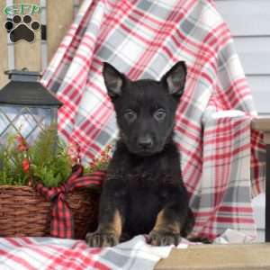 Belle, German Shepherd Puppy