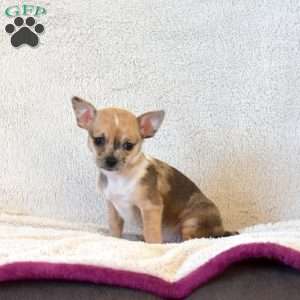 Belle, Chihuahua Puppy