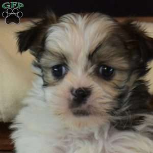 Belle, Mal-Shi Puppy