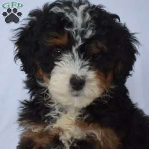 Belle, Mini Bernedoodle Puppy
