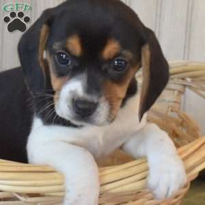 Belle, Beagle Puppy
