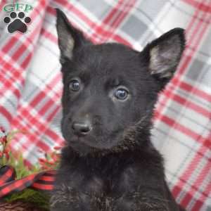 Belle, German Shepherd Puppy