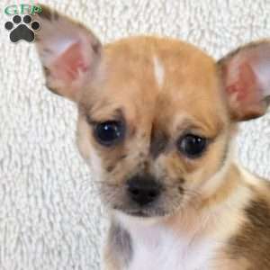 Belle, Chihuahua Puppy