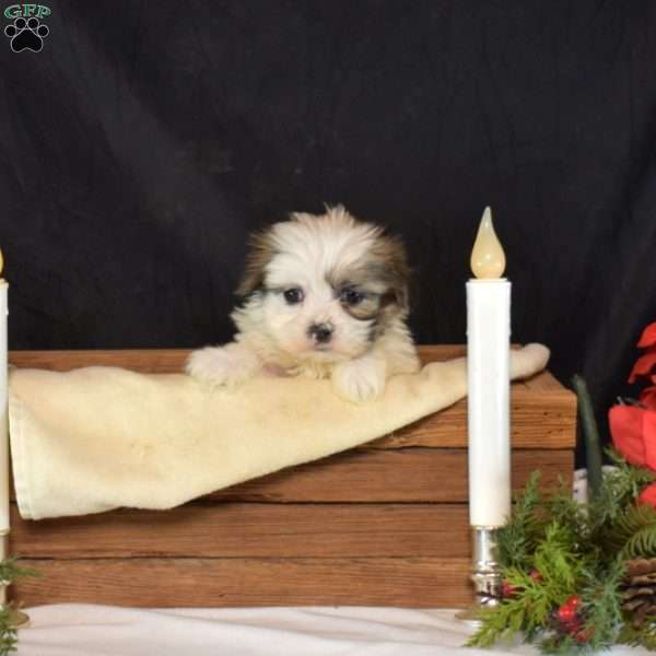 Benji, Mal-Shi Puppy