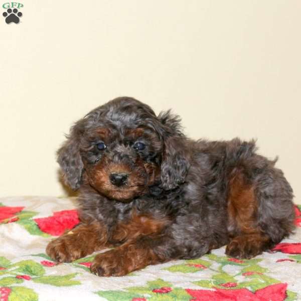 Benji, Miniature Poodle Puppy