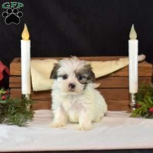 Benji, Mal-Shi Puppy