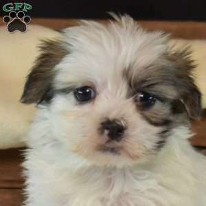 Benji, Mal-Shi Puppy