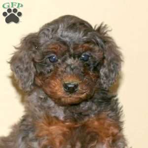 Benji, Miniature Poodle Puppy