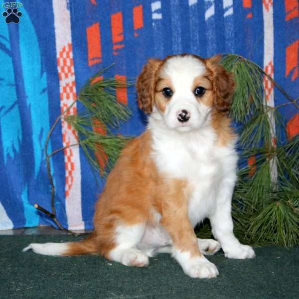 Benji, Cavalier King Charles Mix Puppy