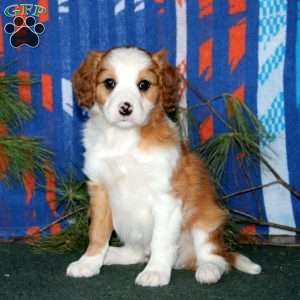 Benji, Cavalier King Charles Mix Puppy