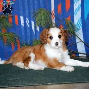 Benji, Cavalier King Charles Mix Puppy