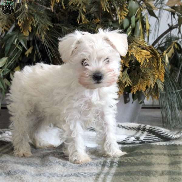 Bennett, Miniature Schnauzer Puppy