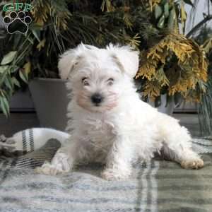 Bennett, Miniature Schnauzer Puppy