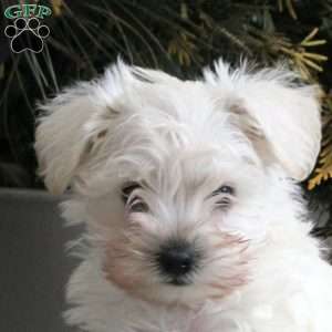 Bennett, Miniature Schnauzer Puppy