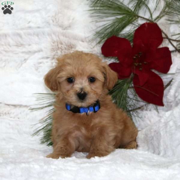 Benny Bear, Toy Poodle Mix Puppy