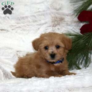 Benny Bear, Toy Poodle Mix Puppy