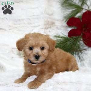 Benny Bear, Toy Poodle Mix Puppy