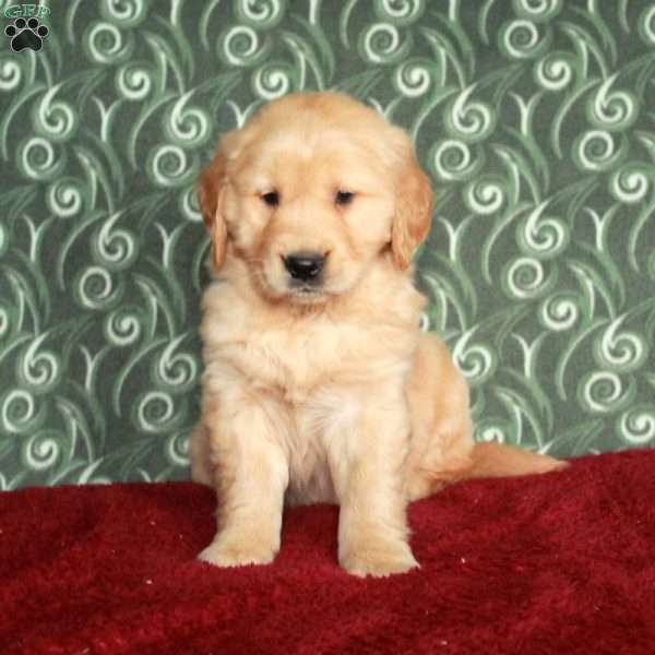 Benny, Golden Retriever Puppy