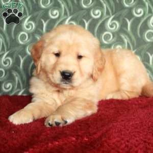 Benny, Golden Retriever Puppy