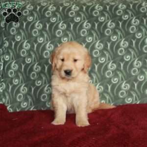 Benny, Golden Retriever Puppy