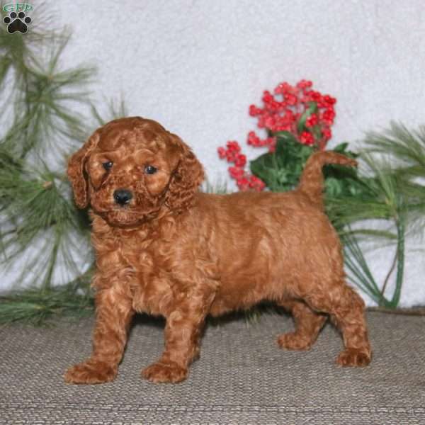Benny, Cavapoo Puppy