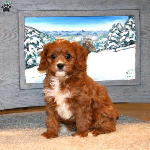 Benny, Cavapoo Puppy