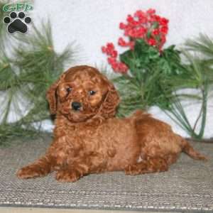 Benny, Cavapoo Puppy