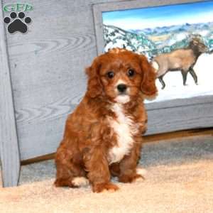 Benny, Cavapoo Puppy