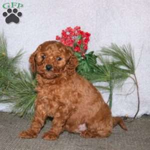 Benny, Cavapoo Puppy