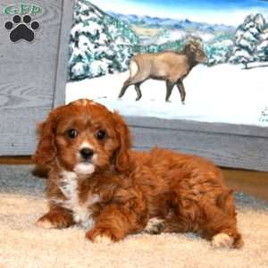 Benny, Cavapoo Puppy