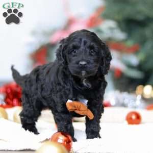 Benson, Cockapoo Puppy