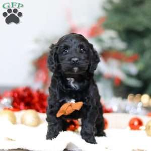 Benson, Cockapoo Puppy