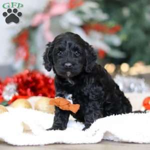 Benson, Cockapoo Puppy